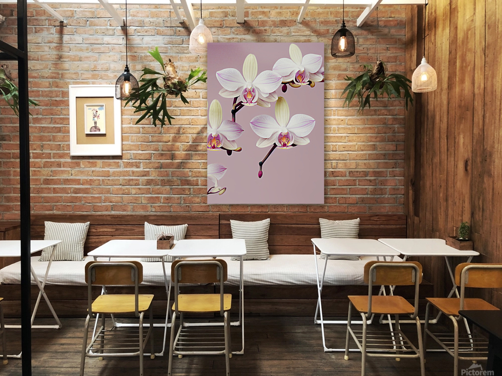 Orchids Reproduction