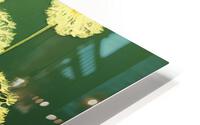 Dandelions HD Metal print
