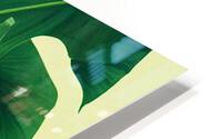Monstera Deliciosa Leaf  HD Metal print