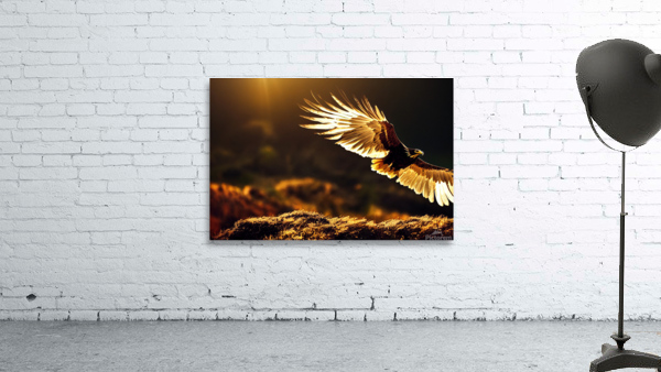 Golden Eagle in Full Flight by Granny Mouse Wall Art