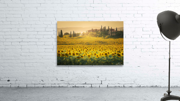 Sunflower Fields in Tuscany Wall Preview