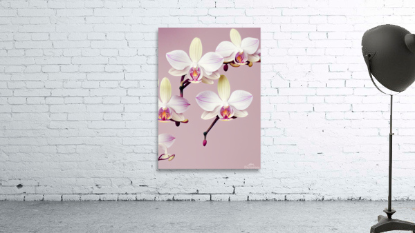 Orchids Wall Preview