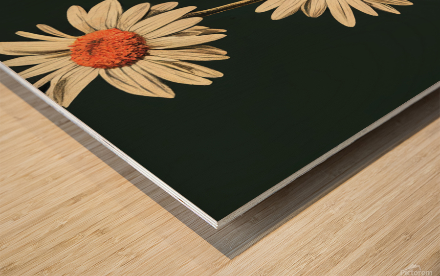 White Daisies  Wood print
