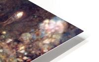 Abalone 1 HD Metal print