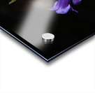 Elegance in Violet Acrylic print