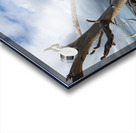 Eternal Embrace Acrylic print