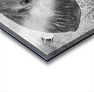 Monochrome Majesty Acrylic print