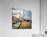 Silent Guardian Acrylic Print