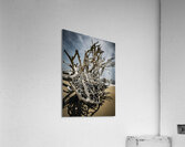 Tangled Drift Impression acrylique