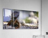 Dragon’s gaze Acrylic Print