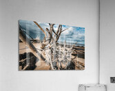 Sunlit Resilience Acrylic Print