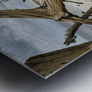 Snail Sanctuary Metal print