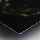 Awakening Fern Metal print