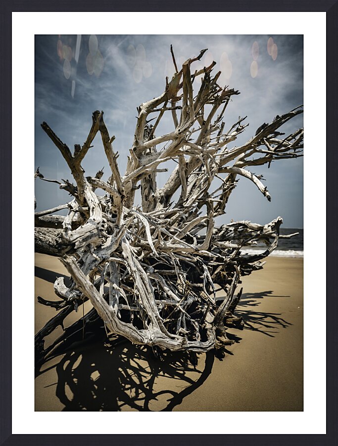 Tangled Drift Cadre photo