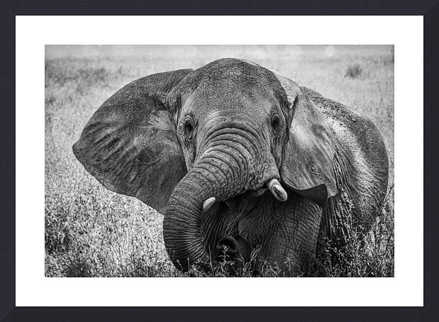 Monochrome Majesty Picture Frame Printing