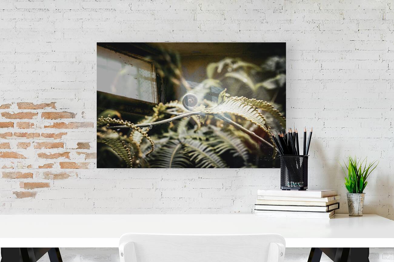 Awakening Fern Reproduction