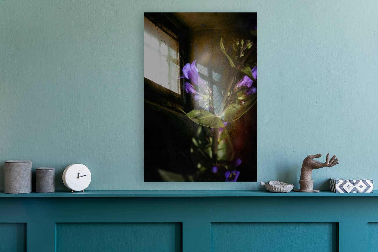 Elegance in Violet Reproduction