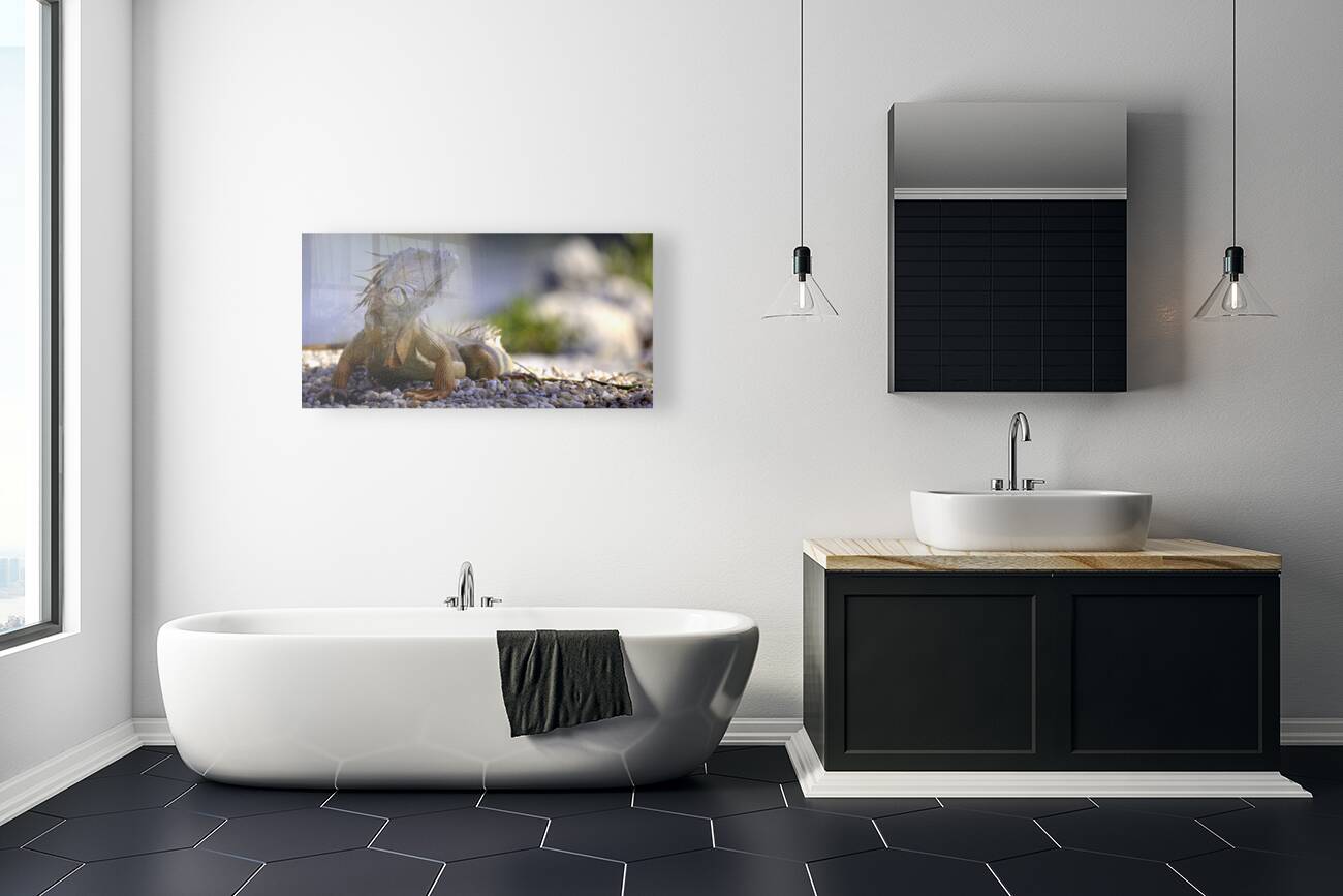 Dragon’s gaze Reproduction