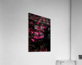 From a Distance Acrylic Print