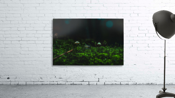 Limelight Wall Preview