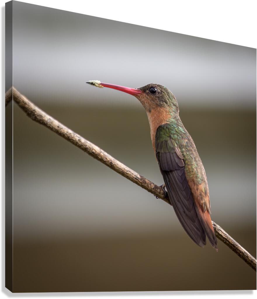 Cinnamon hummingbird Canvas Print