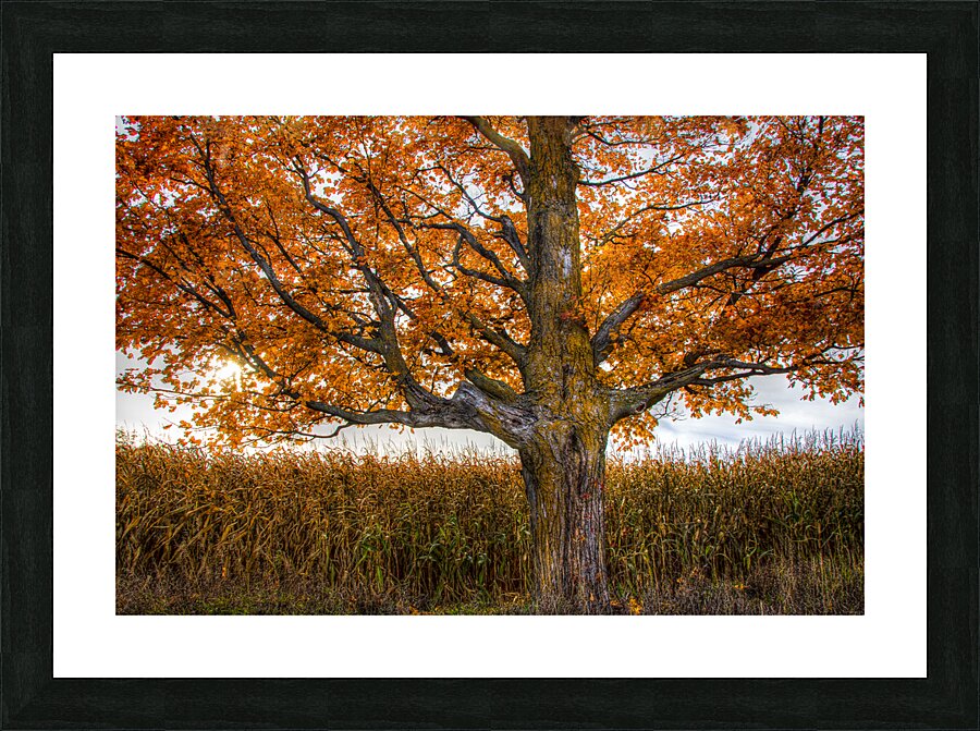 Flaming tree Picture Frame print