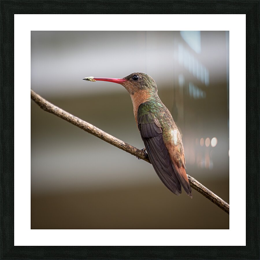 Cinnamon hummingbird Picture Frame print