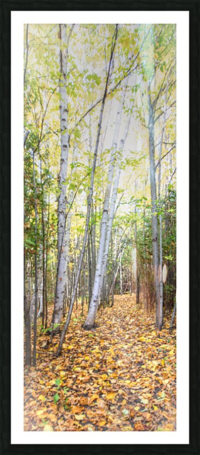 33 Tall Birches Picture Frame print