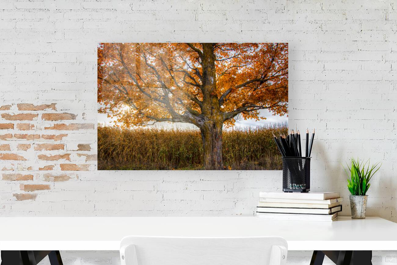 Flaming tree Reproduction