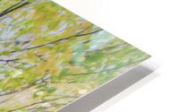 33 Tall Birches HD Metal print