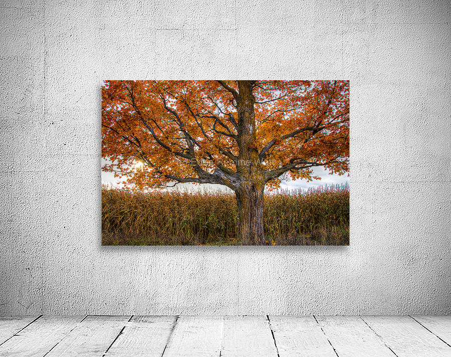 Flaming tree Wall Preview