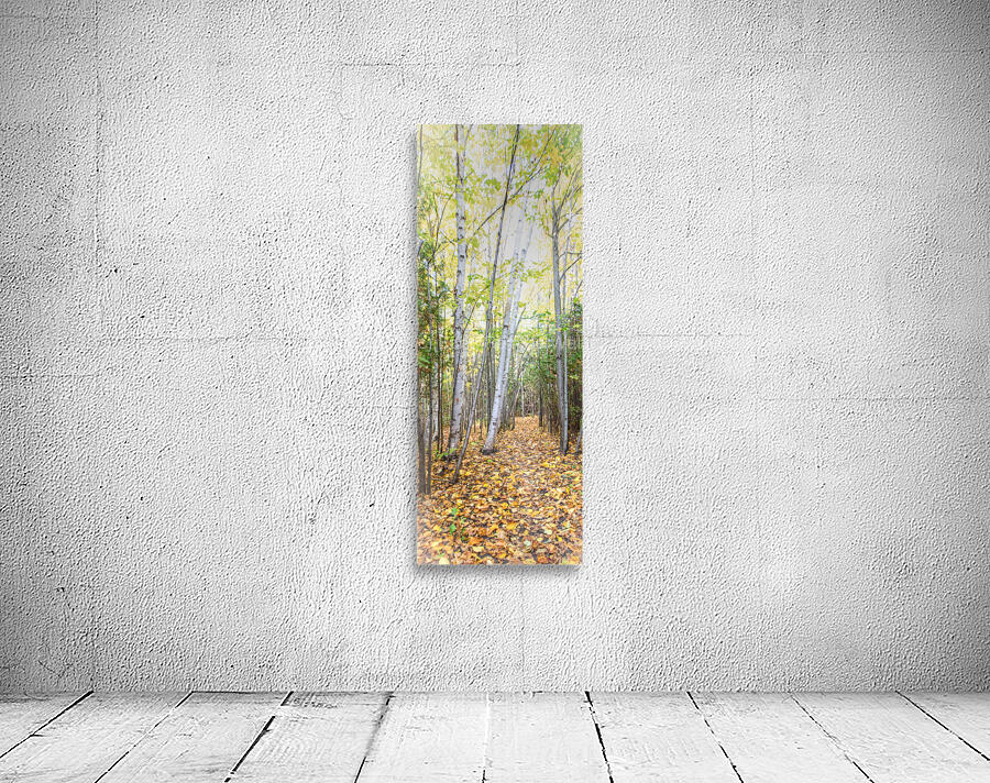 33 Tall Birches Wall Preview
