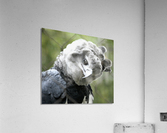 Harpy Eagle Acrylic Print