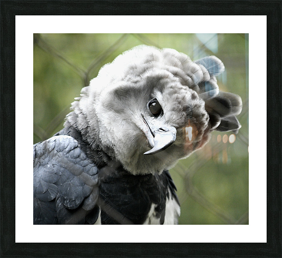 Harpy Eagle Picture Frame print
