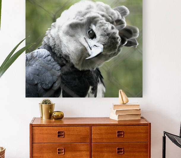 Harpy Eagle Reproduction