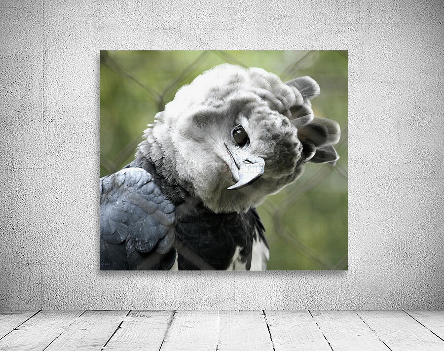 Harpy Eagle Wall Preview