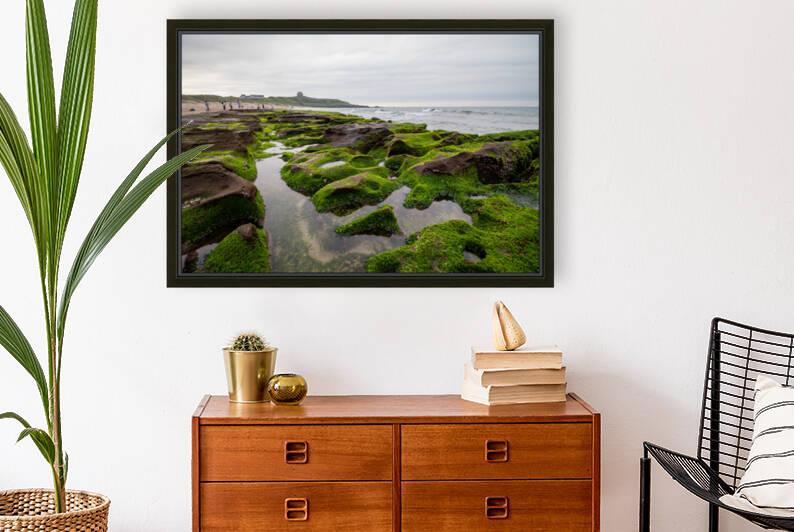 Green Reef Taiwan Reproduction