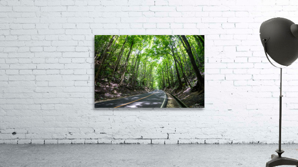 Bamboo forest drive Wall Preview