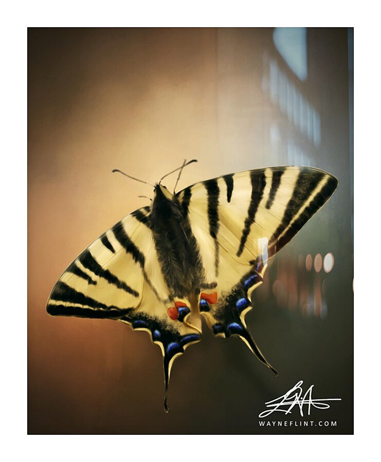 Digital Butterfly Picture Frame print