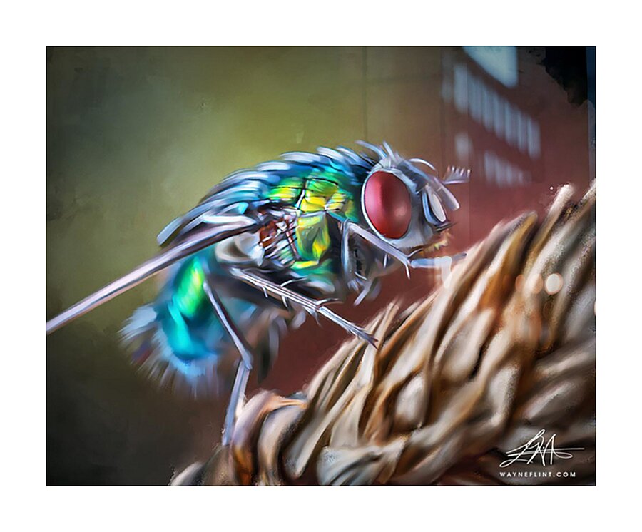Digital Fly Picture Frame print