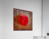 IMG 4994 5 Acrylic Print