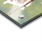 Primavera 2025 Acrylic print