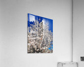 Almendro en flor Acrylic Print