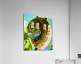 Espiral Acrylic Print