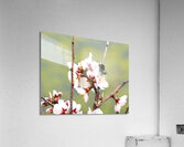 Primavera 2025 Acrylic Print