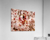 Anuncio de la primavera Acrylic Print