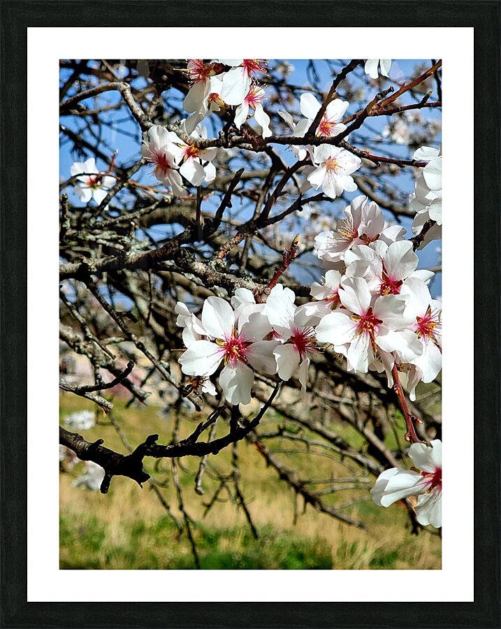 Almendros Picture Frame print