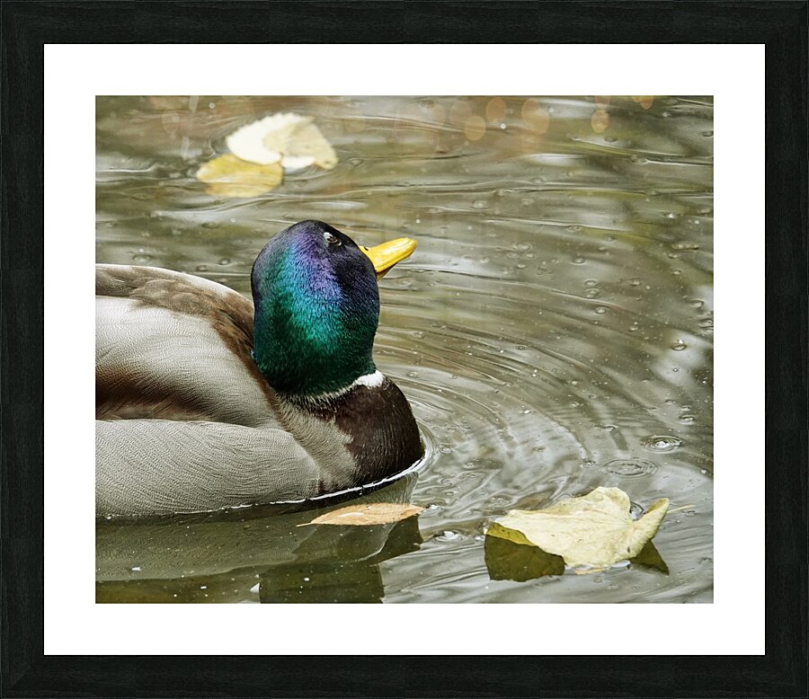 Pato simpatico Picture Frame print