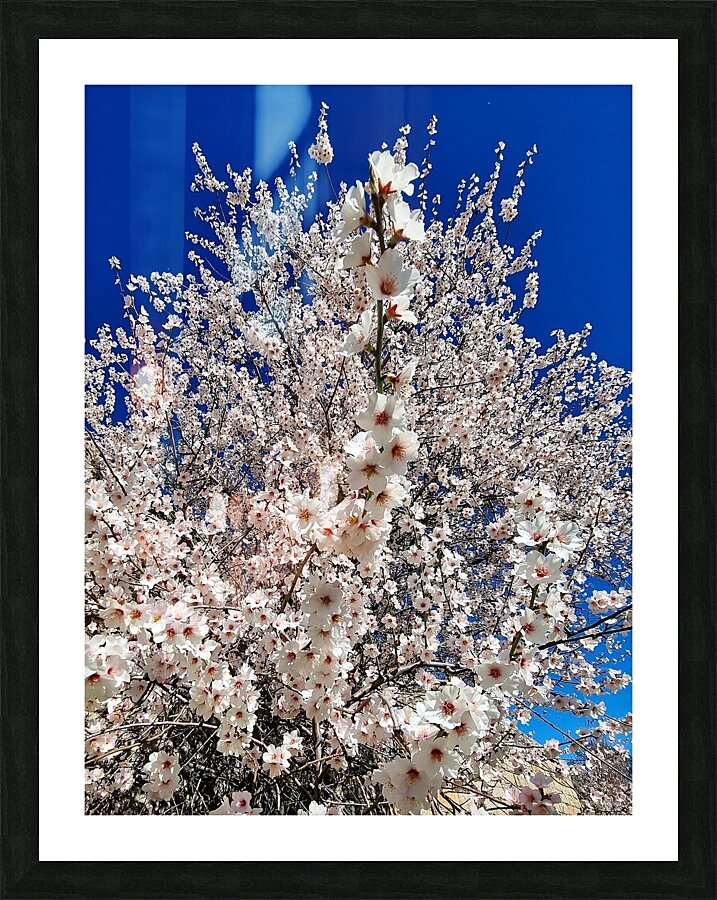 Almendro en flor Picture Frame print
