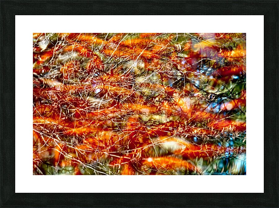 Peces de colores Picture Frame print